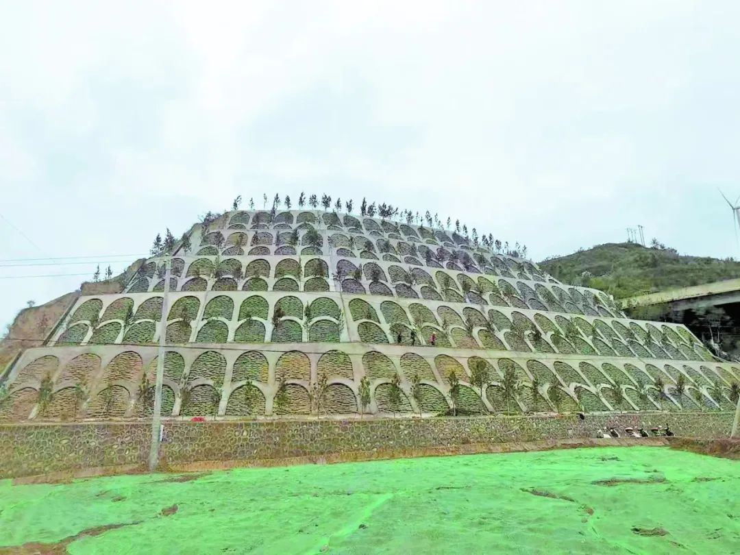 种植臭椿致富_种臭椿树有什么讲究_臭椿种植方法