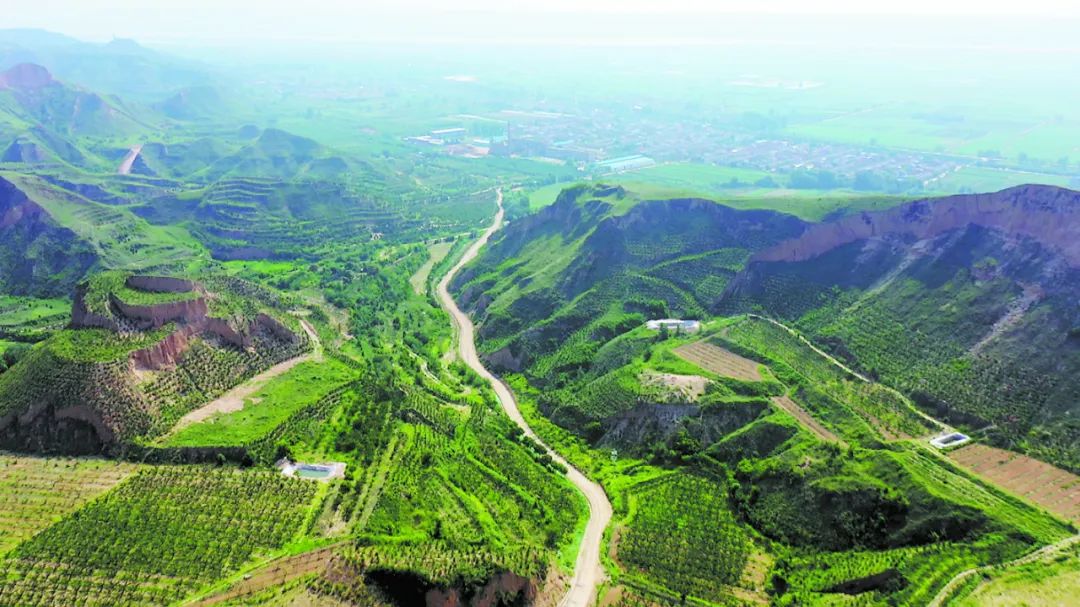 种臭椿树有什么讲究_种植臭椿致富_臭椿种植方法