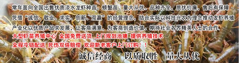 鱼塘养殖鲤鱼一般都喂什么饲料_塘鲤鱼养殖技术视频_养殖塘鲤鱼怎么钓