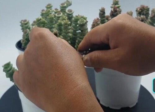 致富种植红掌视频_红掌种植成本_种植红掌致富