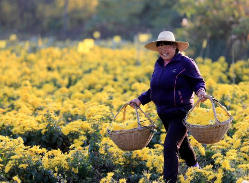 农民种植致富_致富农村种植_农村致富项目种植业