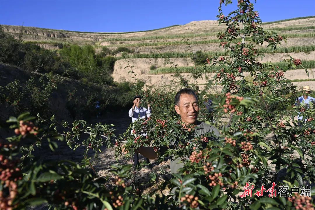 致富种植臭椿树视频_种植臭椿致富_致富种植臭椿图片