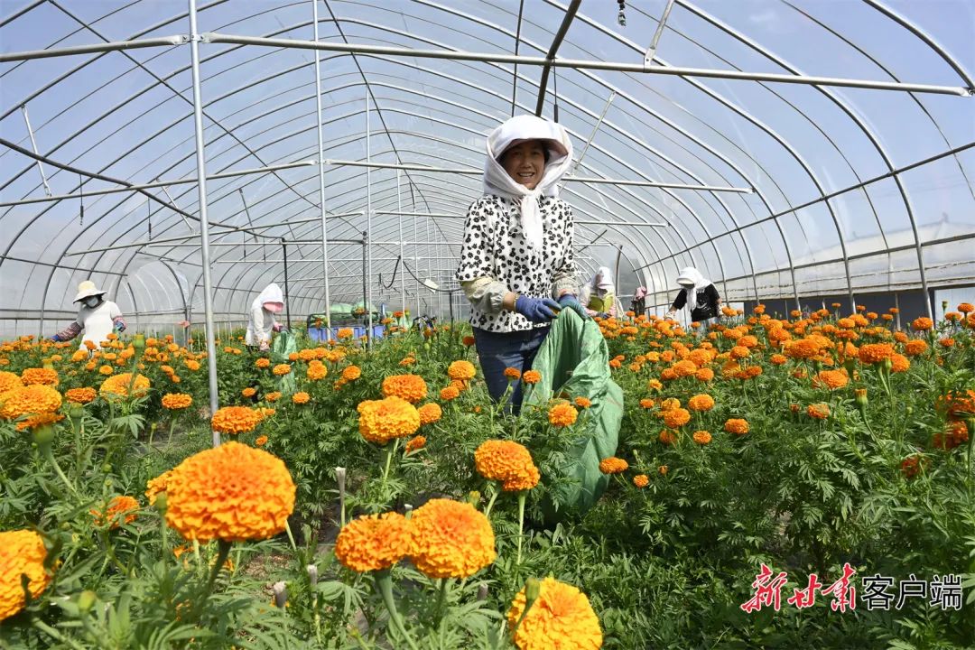 致富种植臭椿图片_种植臭椿致富_致富种植臭椿树视频