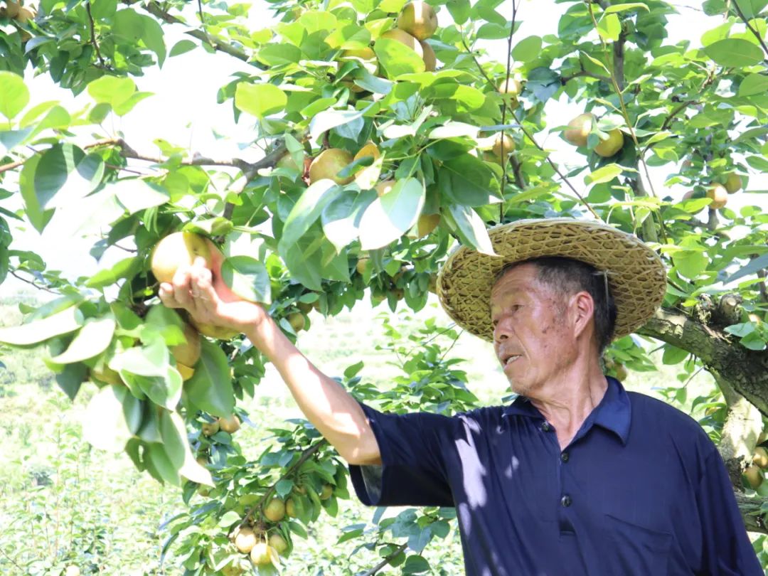 致富种植果园图片_果园种植致富_种果园前景怎么样