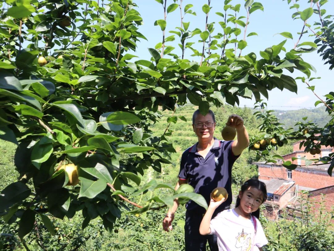 种果园前景怎么样_果园种植致富_致富种植果园图片