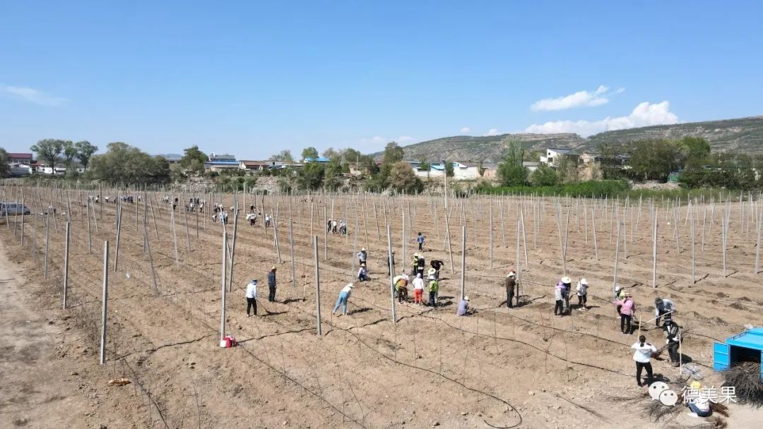 致富种植果园图片_果园种植致富_果园种植基地