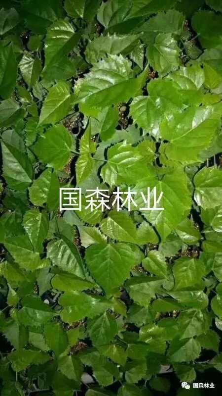 致富种植臭椿图片大全_种植臭椿致富_种臭椿树有什么讲究