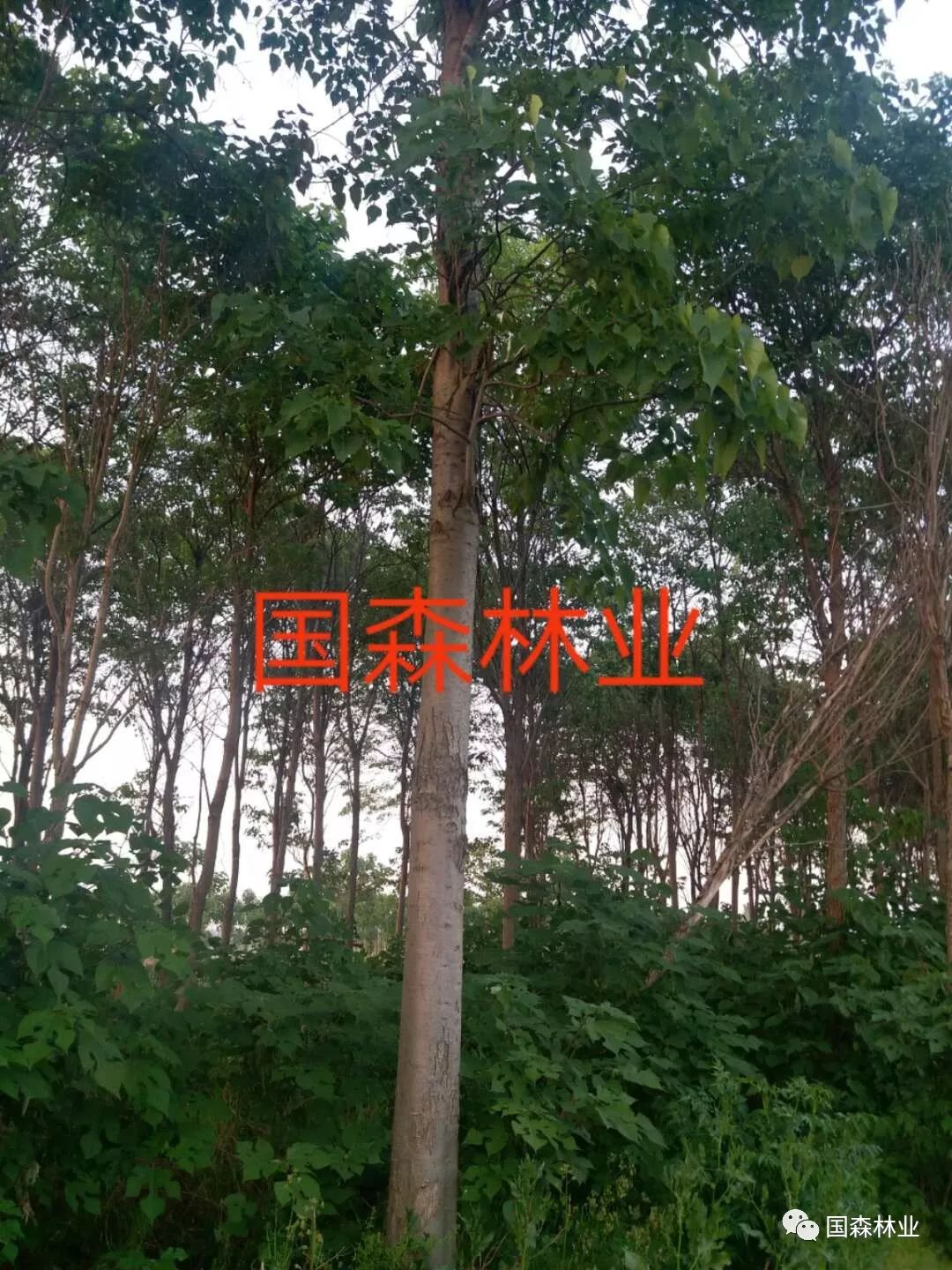 种臭椿树有什么讲究_致富种植臭椿图片大全_种植臭椿致富