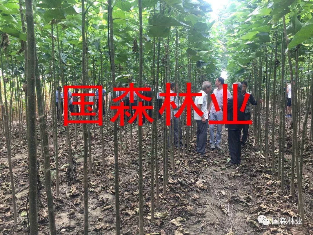 致富种植臭椿图片大全_种植臭椿致富_种臭椿树有什么讲究