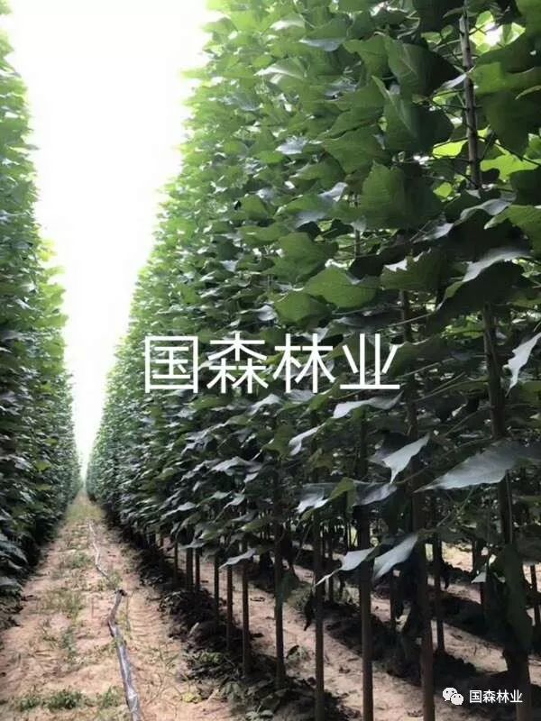 种植臭椿致富_种臭椿树有什么讲究_致富种植臭椿图片大全