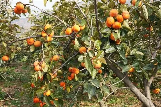 柿子种植技术视频_柿子种植技术网_柿子种植技术全过程视频