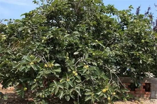 柿子种植技术全过程视频_柿子种植技术网_柿子种植技术视频