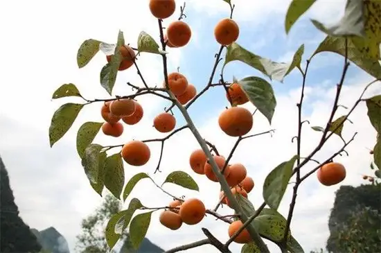 柿子种植技术全过程视频_柿子种植技术网_柿子种植技术视频