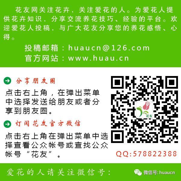 栽培芦荟养殖技术要点_芦荟的养殖与培育_芦荟栽培养殖技术