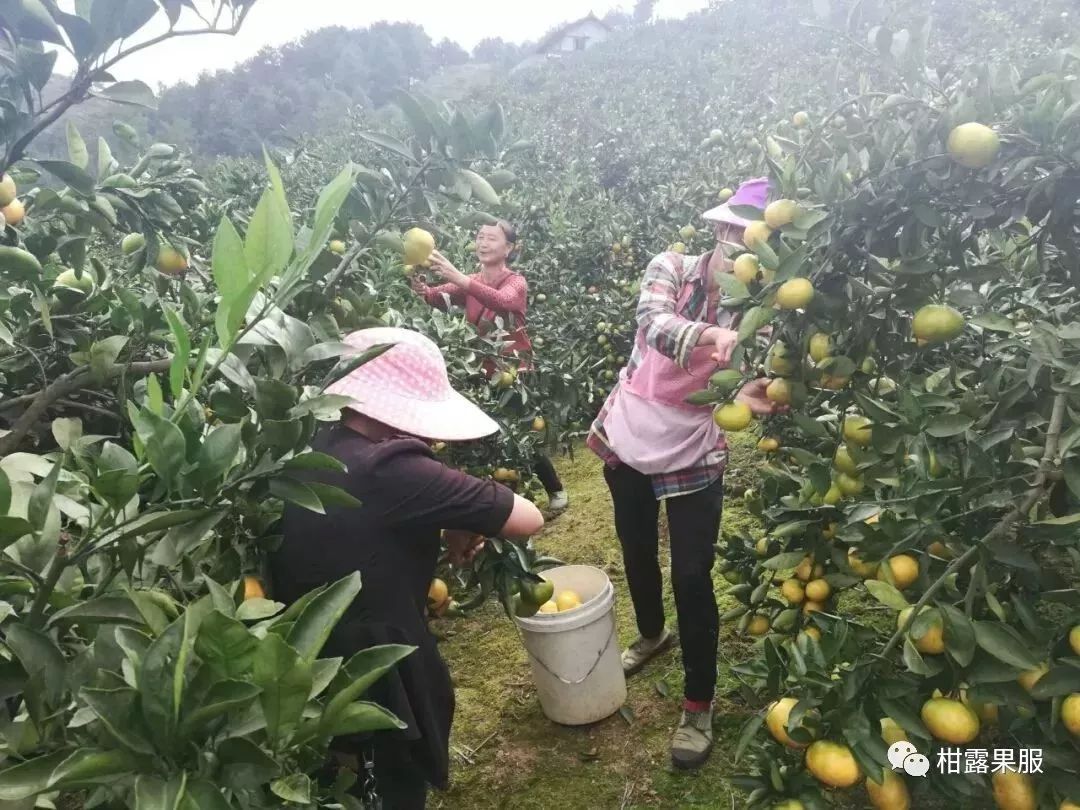 果园种植致富_种果园前景怎么样_致富种植果园图片