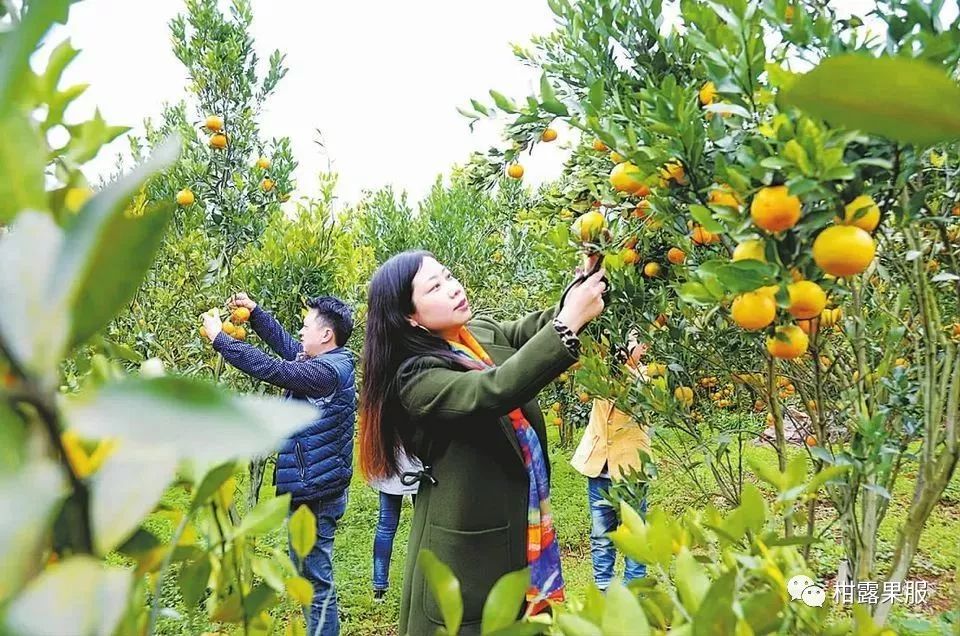 致富种植果园图片_果园种植致富_种果园前景怎么样