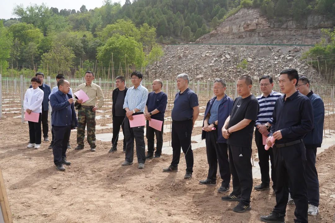 致富种植臭椿树视频_致富种植臭椿图片_种植臭椿致富