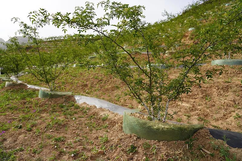 致富种植臭椿树视频_致富种植臭椿图片_种植臭椿致富