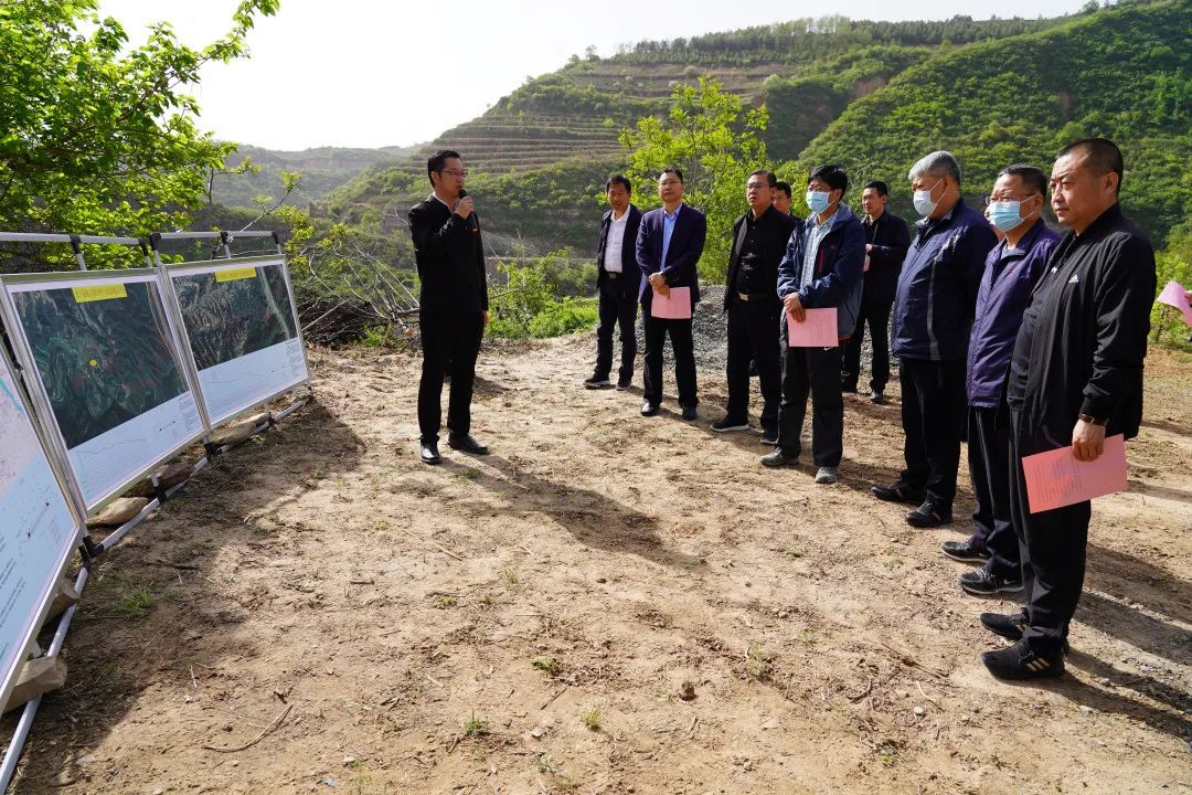 致富种植臭椿图片_致富种植臭椿树视频_种植臭椿致富