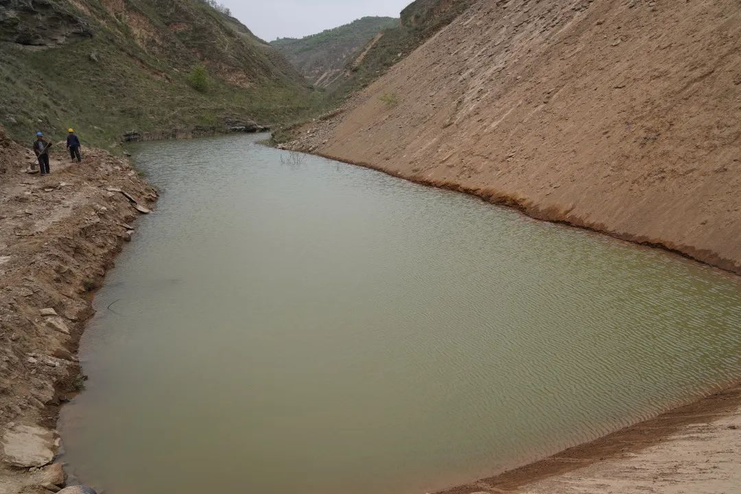 种植臭椿致富_致富种植臭椿图片_致富种植臭椿树视频