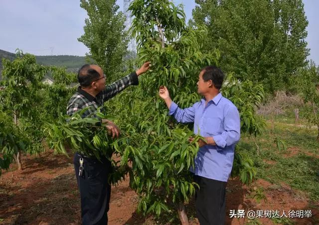 果园种植基地_致富种植果园图片_果园种植致富