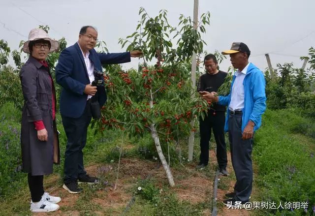 致富种植果园图片_果园种植致富_果园种植基地