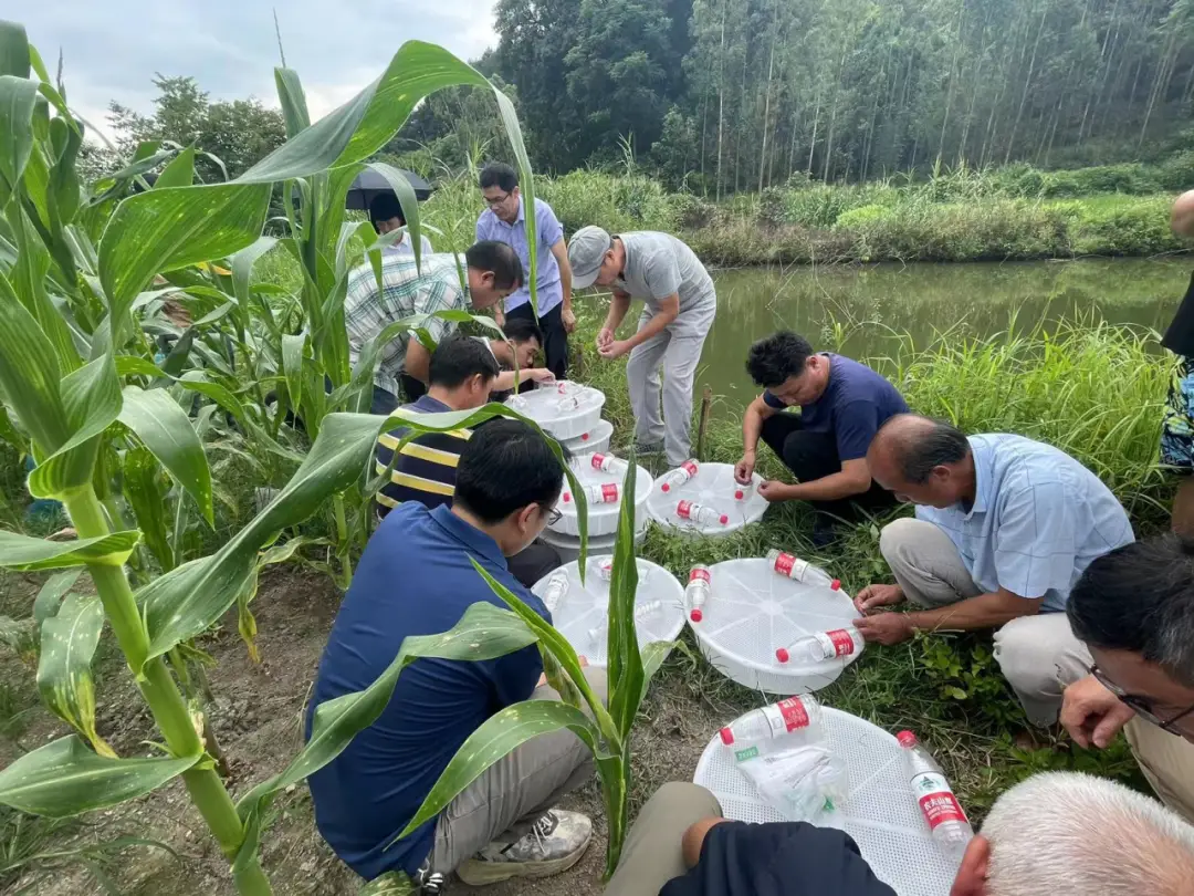 鱼峰区：螺蛳吊着养 产量蹭蹭长——这项新养殖技术将成为农民增收致富的源头活水