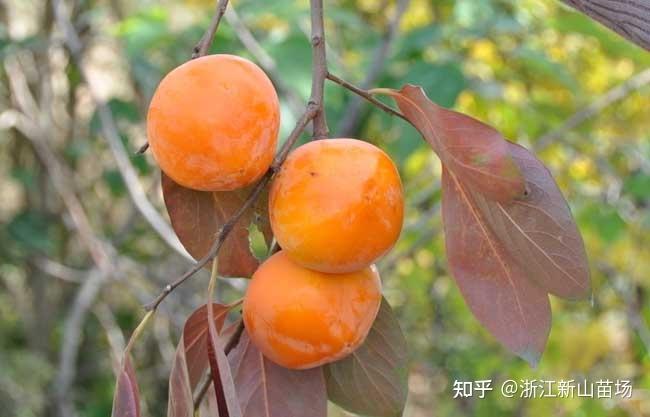 柿子种植技术与管理_柿子种植网技术与管理_柿子种植技术网