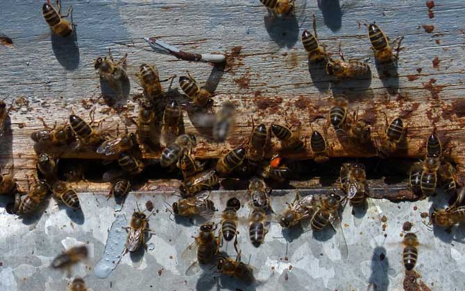 养蜂技术视频人工育蜂_中蜂养殖技术人工分蜂_蜂业养殖