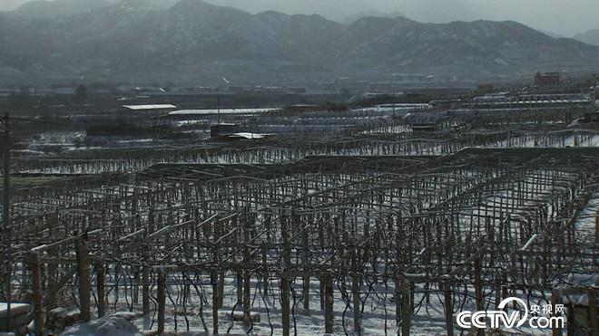 迷上冰天雪地里的丑葡萄