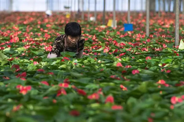 致富种植红掌怎么样_种植红掌致富_致富种植红掌图片