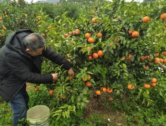 年增10万亩，在广西柑橘人扩种之下，沃柑能否保住“贵族身”？