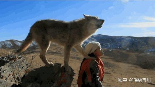 致富经养犬视频全集_致富经养狼_富人养狼