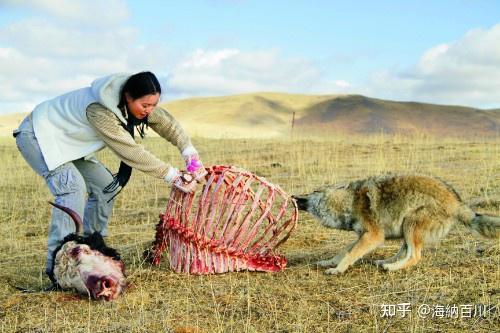 致富经养犬视频全集_致富经养狼_富人养狼