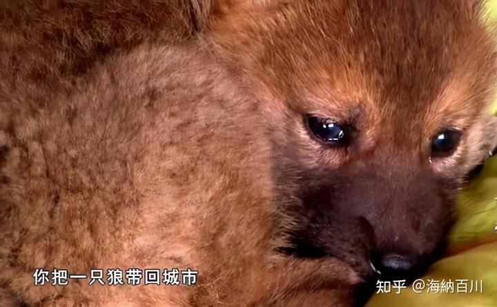 富人养狼_致富经养犬视频全集_致富经养狼