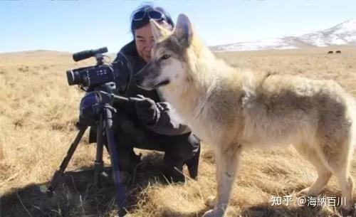 致富经养狼_富人养狼_致富经养犬视频全集