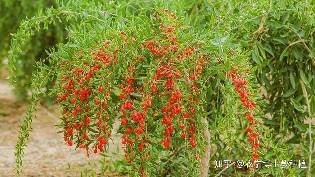 枸杞的怎么种植技术视频_枸杞种植视频教程_枸杞种植方法视频直播