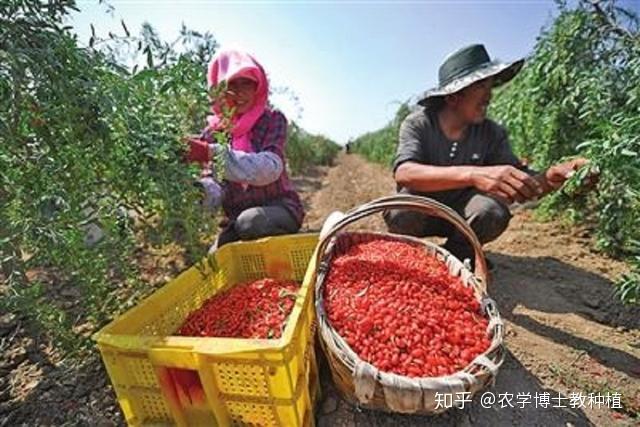 枸杞种植方法视频直播_枸杞的怎么种植技术视频_枸杞种植视频教程