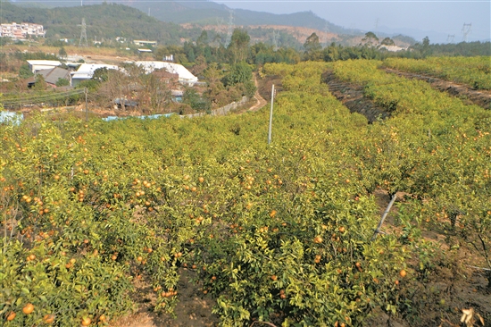 种沃柑前景怎样_种植沃柑致富_种植沃柑视频