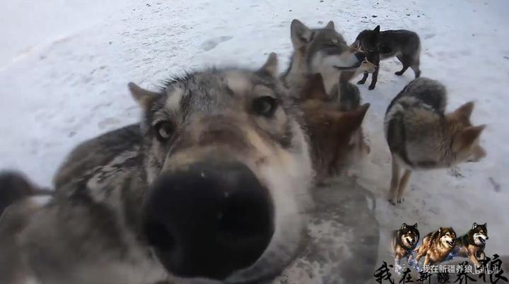 致富经养犬视频全集_富人养狼_致富经养狼