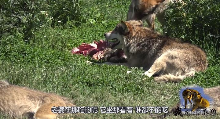 致富经养犬视频全集_致富经养狼_富人养狼