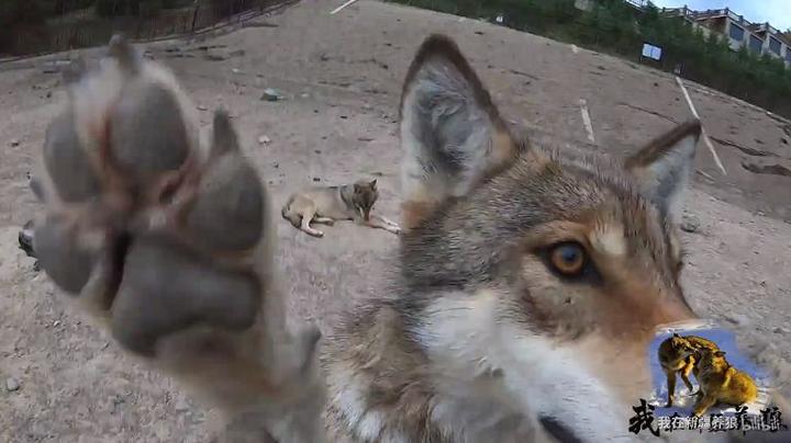 致富经养犬视频全集_富人养狼_致富经养狼