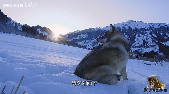 富人养狼_致富经养犬视频全集_致富经养狼