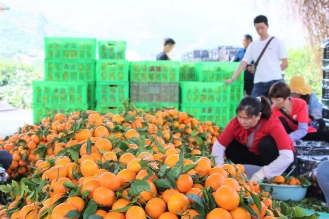 沃柑种植成本与收益_种植沃柑视频_种植沃柑致富