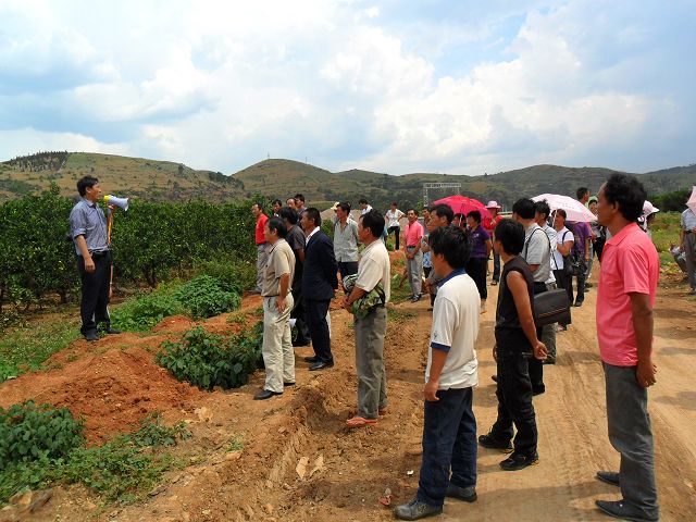 冬桃种植致富经_致富种植冬桃图片_种植冬桃效益怎样