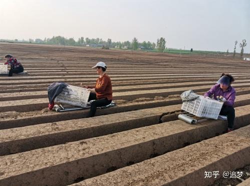 种植致富生姜农业项目介绍_种植致富生姜农业项目有哪些_农业种植致富项目种植生姜