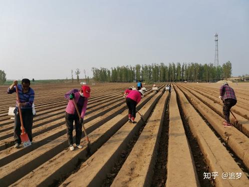 农业种植致富项目种植生姜_种植致富生姜农业项目有哪些_种植致富生姜农业项目介绍