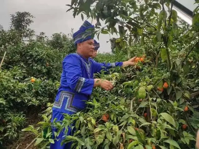 沃柑种植成本与收益_种植沃柑致富_种植沃柑视频