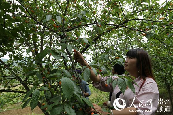 无腿硬汉养羊致富视频_致富经江龙视频_致富故事会视频全集