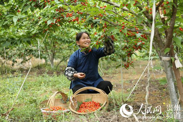 无腿硬汉养羊致富视频_致富故事会视频全集_致富经江龙视频